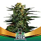 Green Tiger Fast Fem -Bsf (X7/X4/X2) - Miniatura 6
