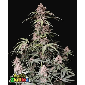 Amnesia Zkittlez Auto -Fast Buds (X3/X1)