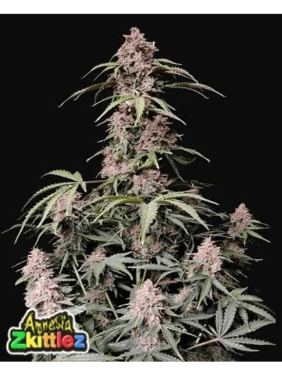 Amnesia Zkittlez Auto -Fast Buds (X3/X1) 2