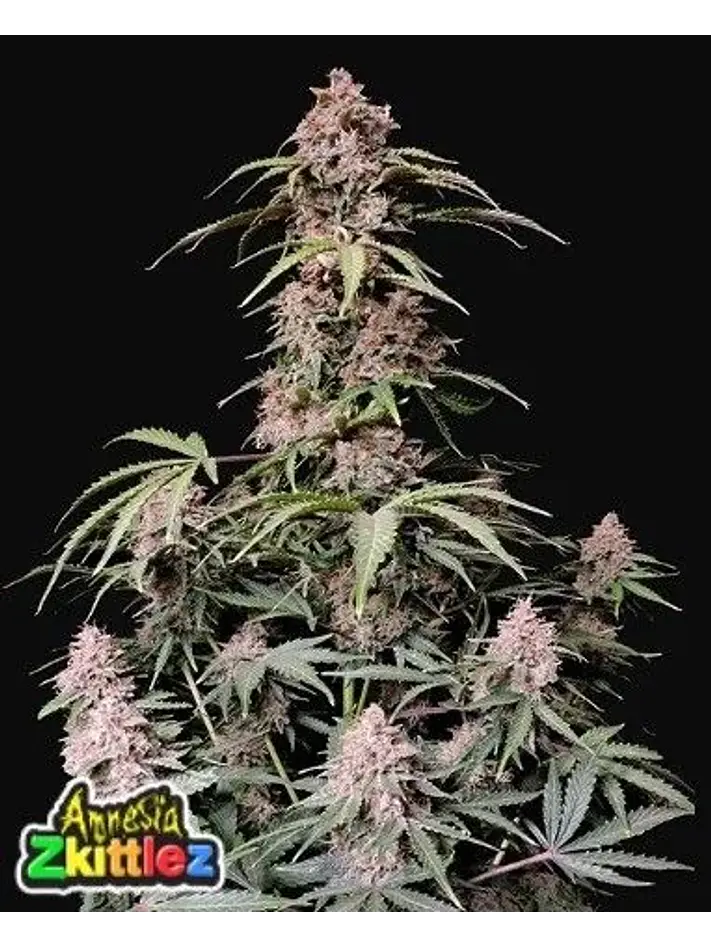 Amnesia Zkittlez Auto -Fast Buds (X3/X1) 2