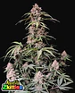 Amnesia Zkittlez Auto -Fast Buds (X3/X1) - Miniatura 2