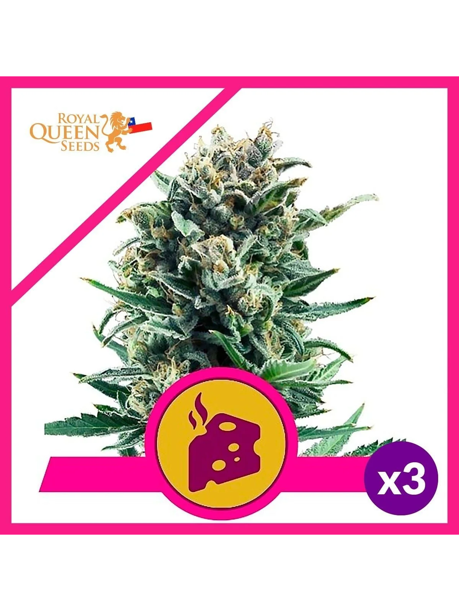 Blue Cheese Fem -Royal Queen Seeds (X10/X3/X1) 2