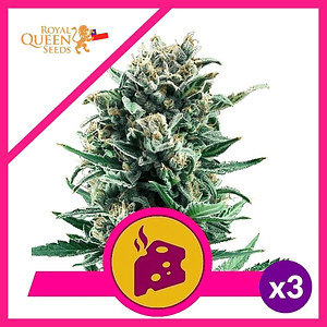 Blue Cheese  Fem X10-Royal Queen Seeds