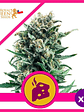 Blue Cheese  Fem X10-Royal Queen Seeds - Miniatura 2
