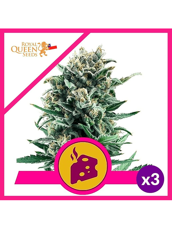Blue Cheese  Fem X10-Royal Queen Seeds 3
