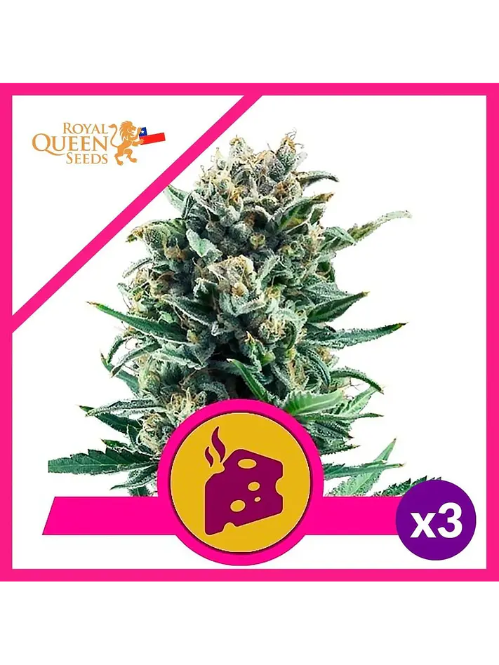 Blue Cheese Fem -Royal Queen Seeds (X10/X3/X1) 3