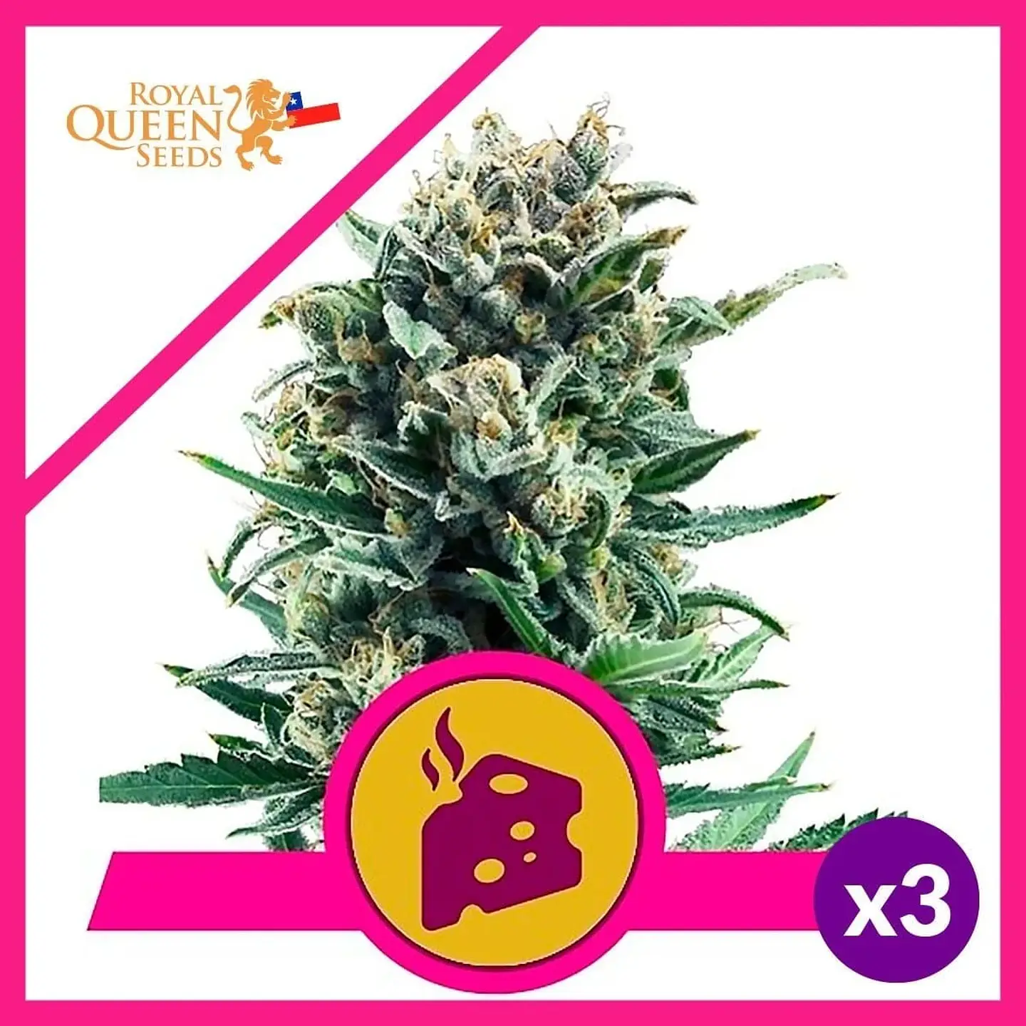 Blue Cheese Fem -Royal Queen Seeds (X10/X3/X1) 3