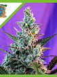 Sweet Skunk Auto® (X25/X3+1)-Sweet Seeds - Miniatura 2