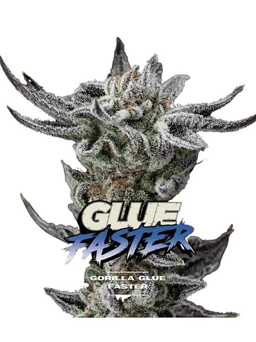 Gorilla Glue Gk Fem X4-Bsf 2