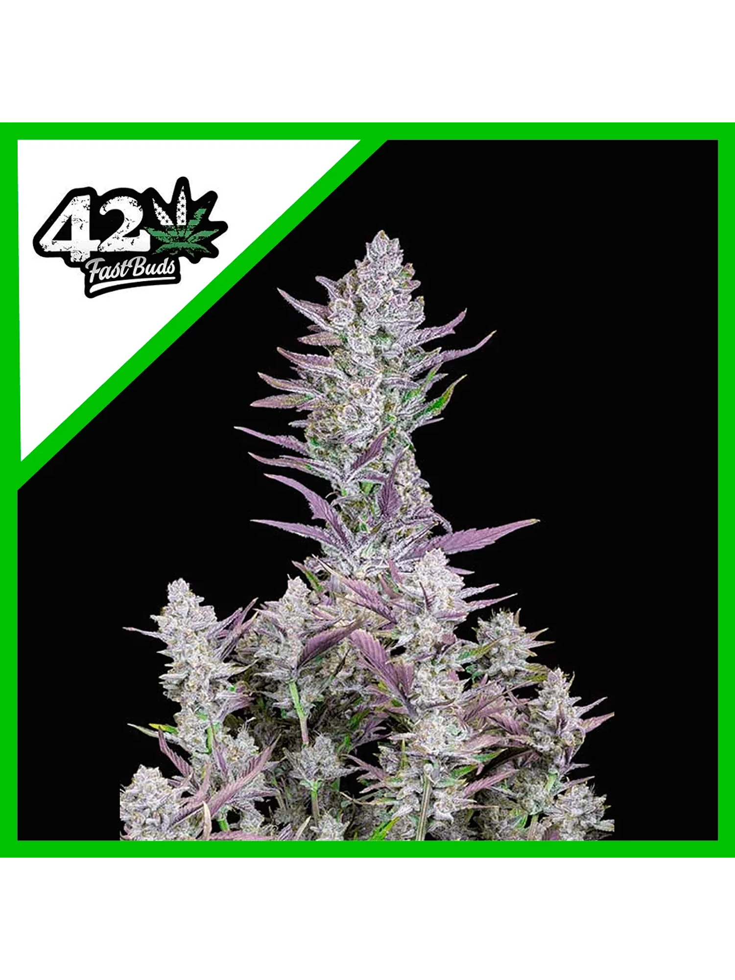 Wedding Glue Auto -Fast Buds (X3/X1) 2