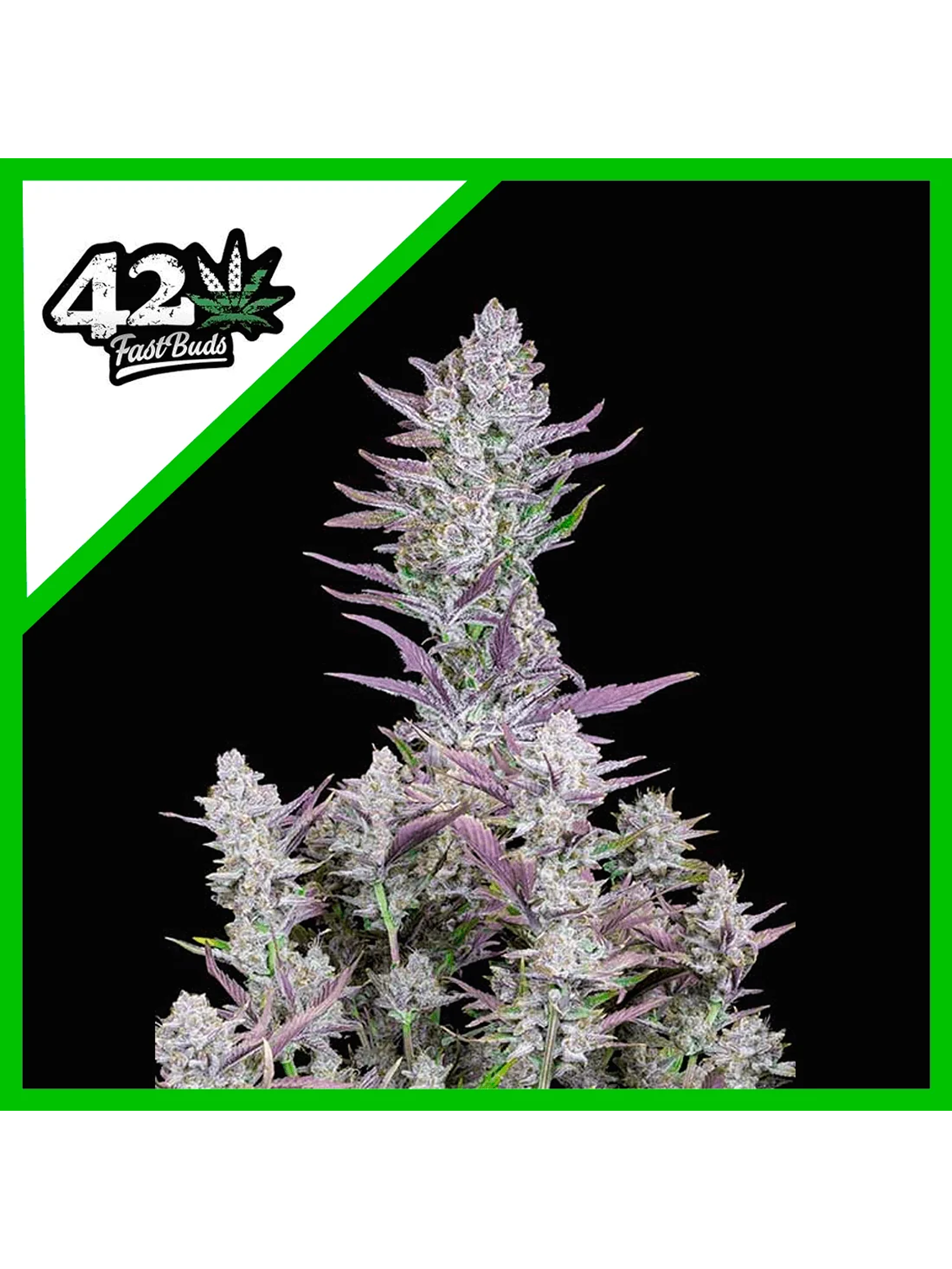 Wedding Glue Auto -Fast Buds (X3/X1) 2