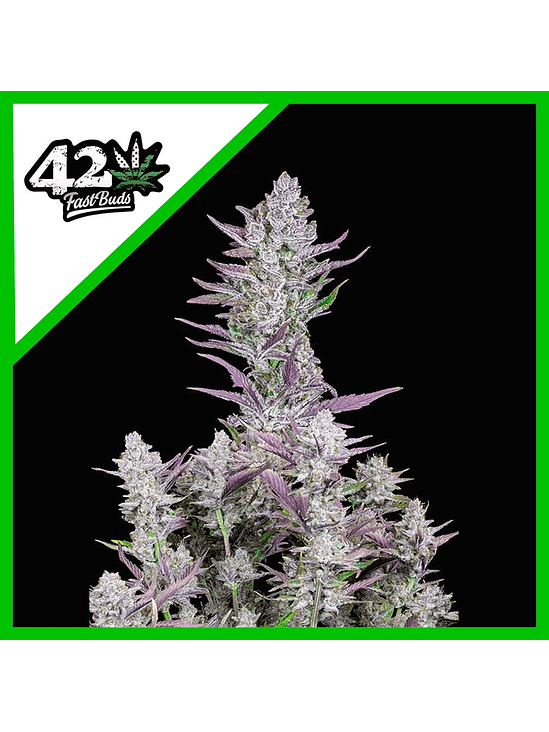 Wedding Glue Auto X3-Fast Buds 2