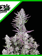 Wedding Glue Auto X3-Fast Buds - Miniatura 2