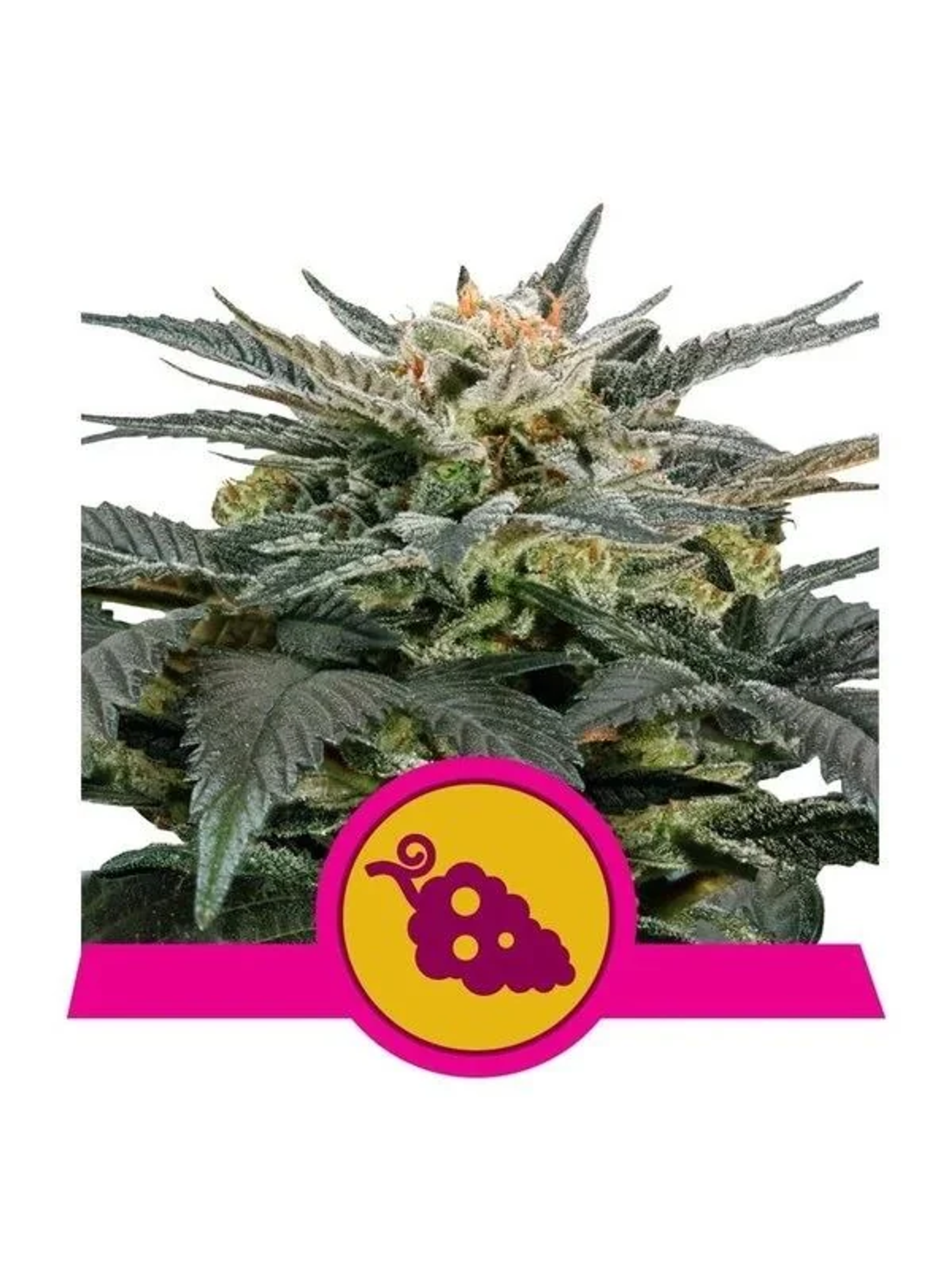 Fruit Spirit Fem -Royal Queen (X10/X3/X1) 2