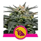 Fruit Spirit Fem -Royal Queen (X10/X3/X1) - Miniatura 2