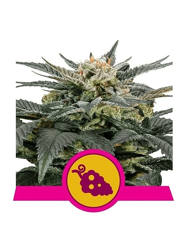 Fruit Spirit Fem X10-Royal Queen 3