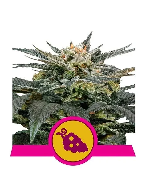 Fruit Spirit Fem -Royal Queen (X10/X3/X1) 3