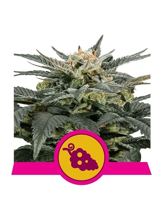 Fruit Spirit Fem X10-Royal Queen 3