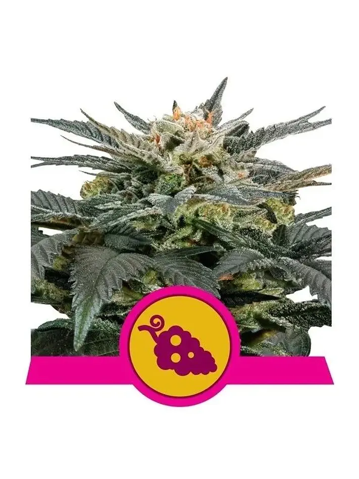 Fruit Spirit Fem -Royal Queen (X10/X3/X1) 3