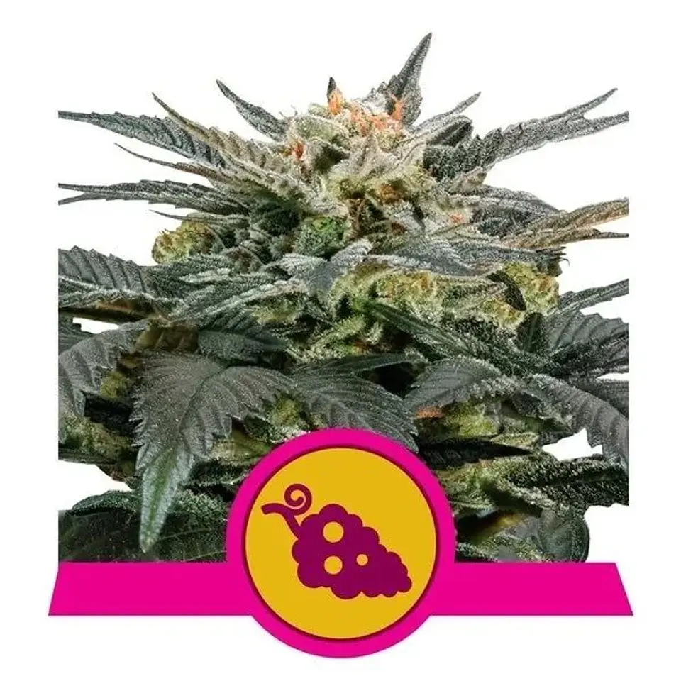 Fruit Spirit Fem -Royal Queen (X10/X3/X1) 3