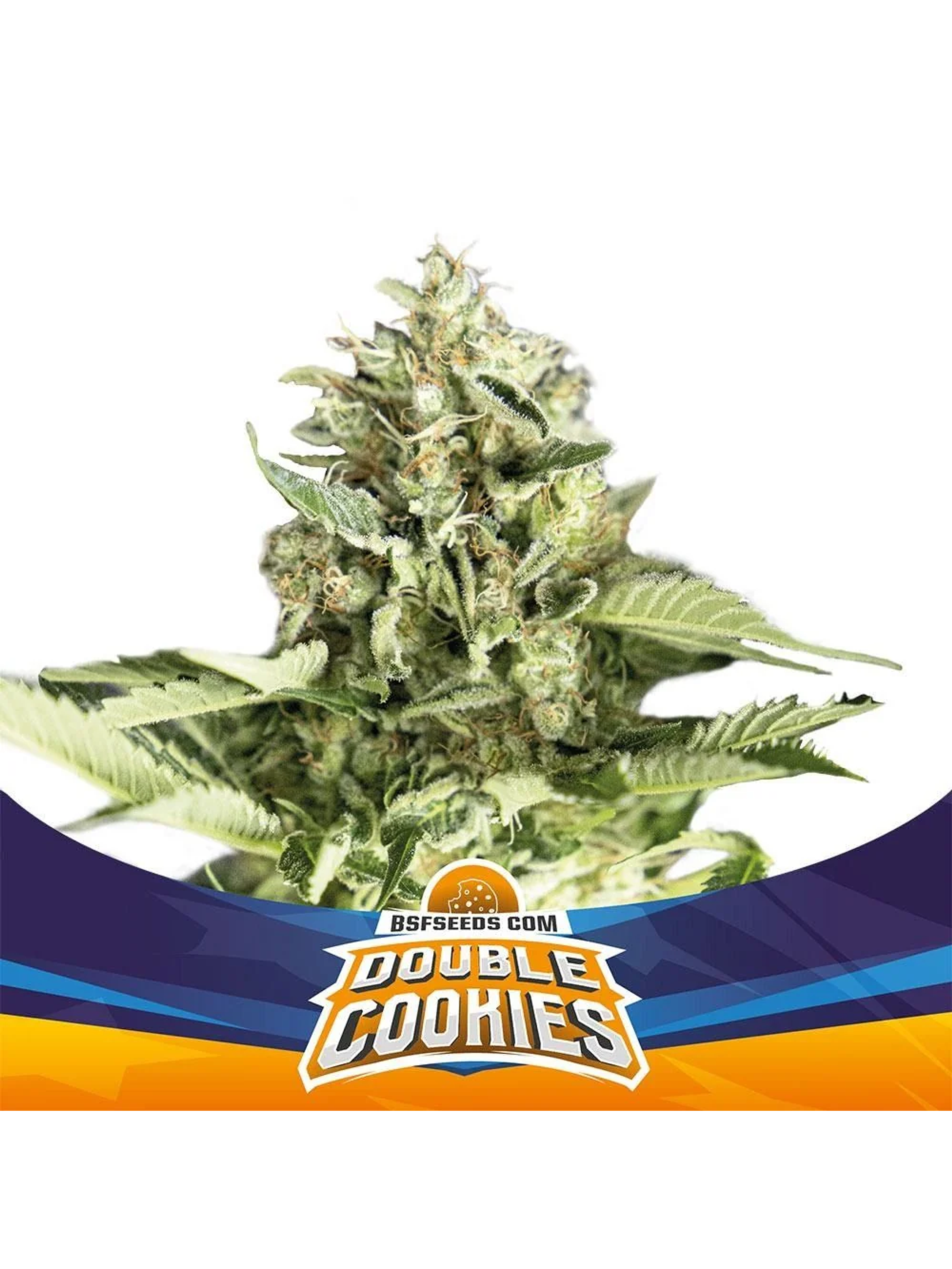 Double Cookies Sp Auto -Bsf (X4/X2) 3