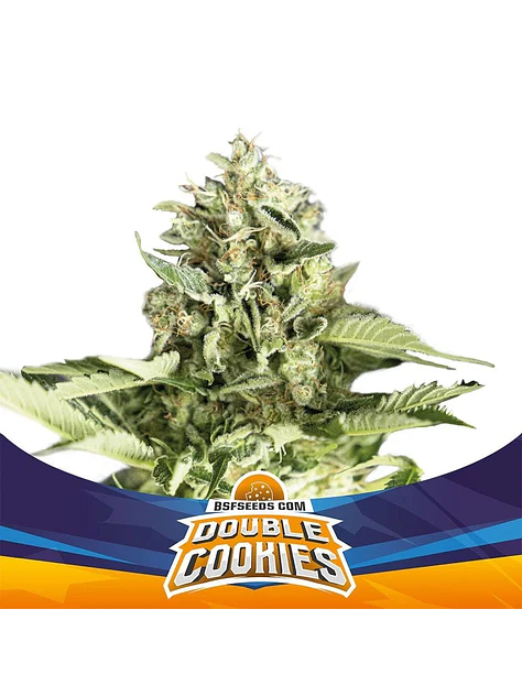 Double Cookies Sp Auto -Bsf (X4/X2) 3