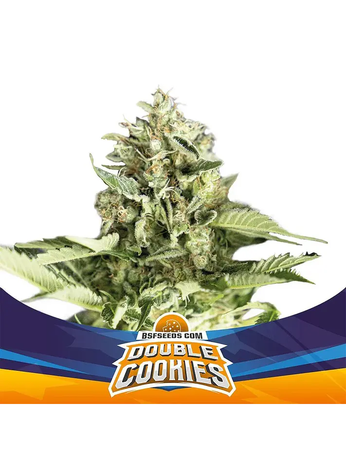 Double Cookies Sp Auto -Bsf (X4/X2) 3