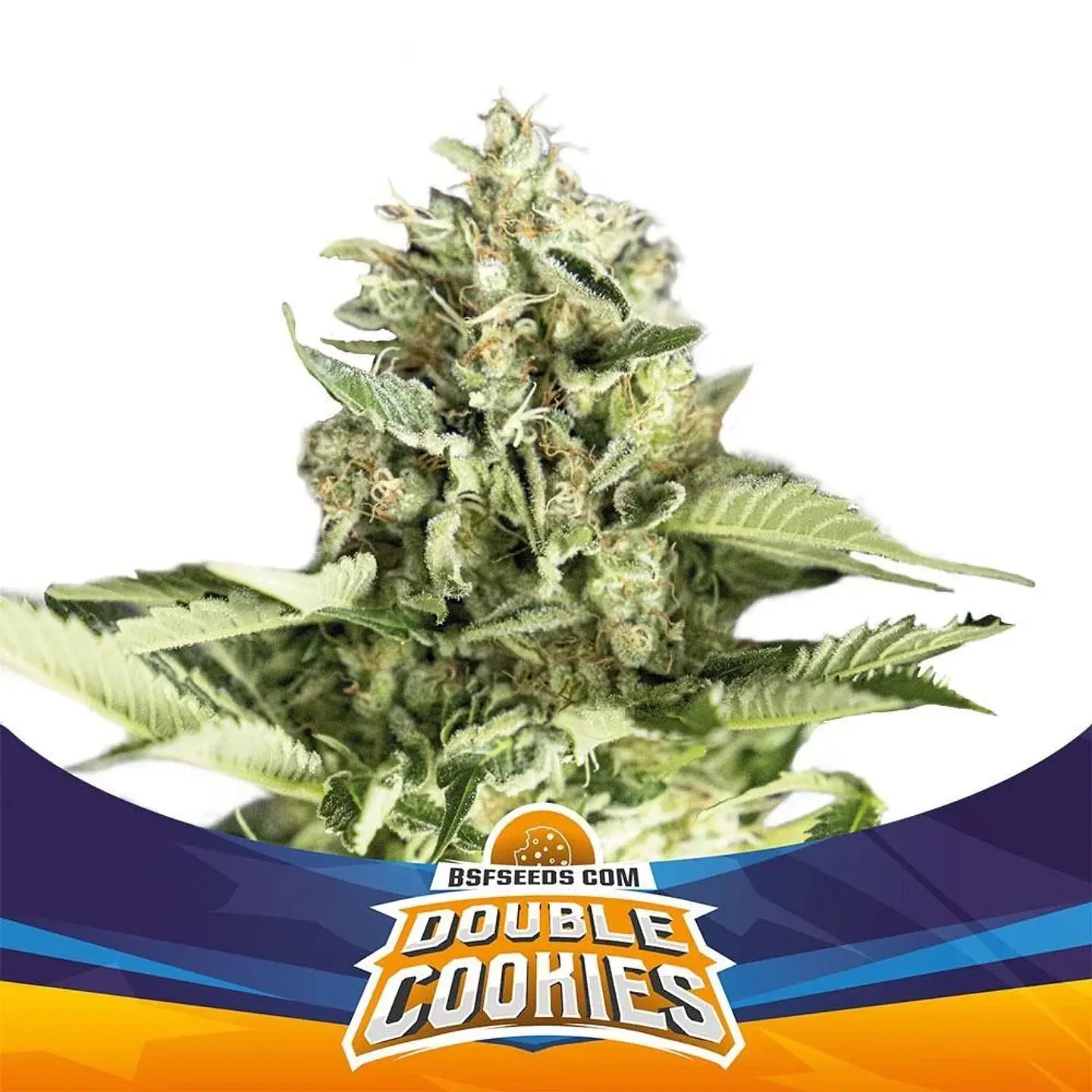 Double Cookies Sp Auto -Bsf (X12/X7/X4/X2) 3