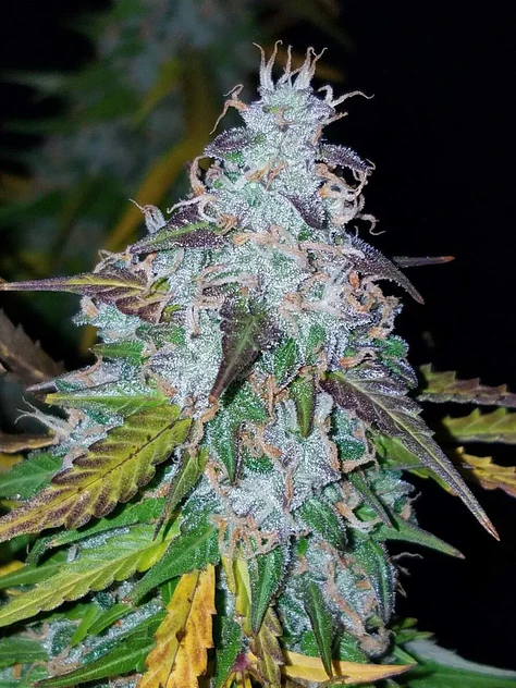 Californian Snow Auto -Fast Buds (X3/X1) 2