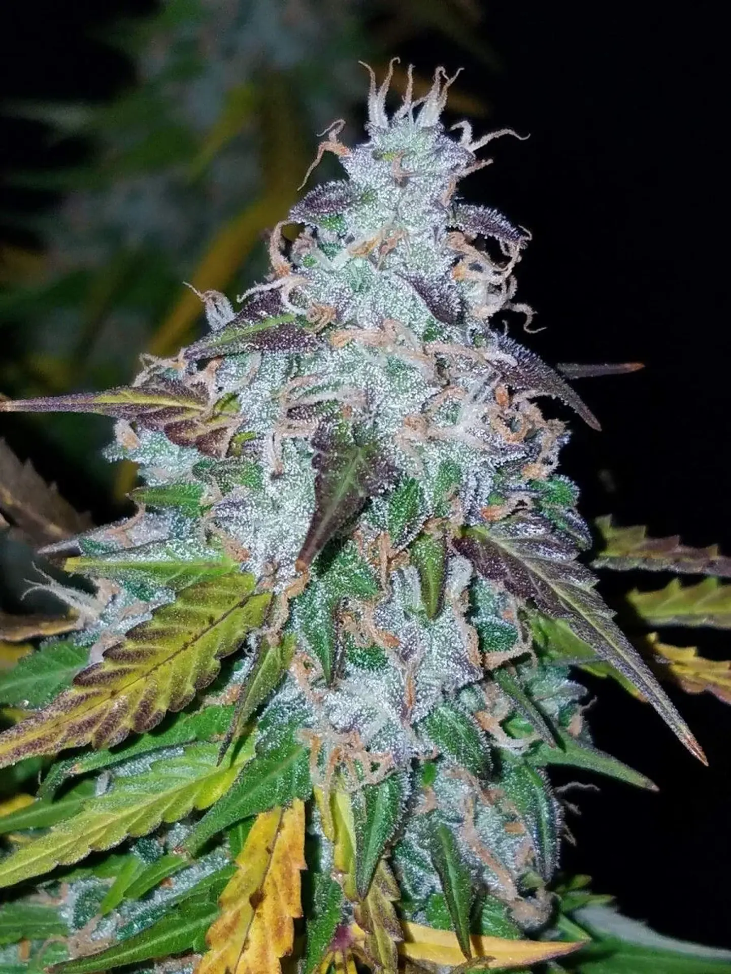 Californian Snow Auto -Fast Buds (X3/X1) 2