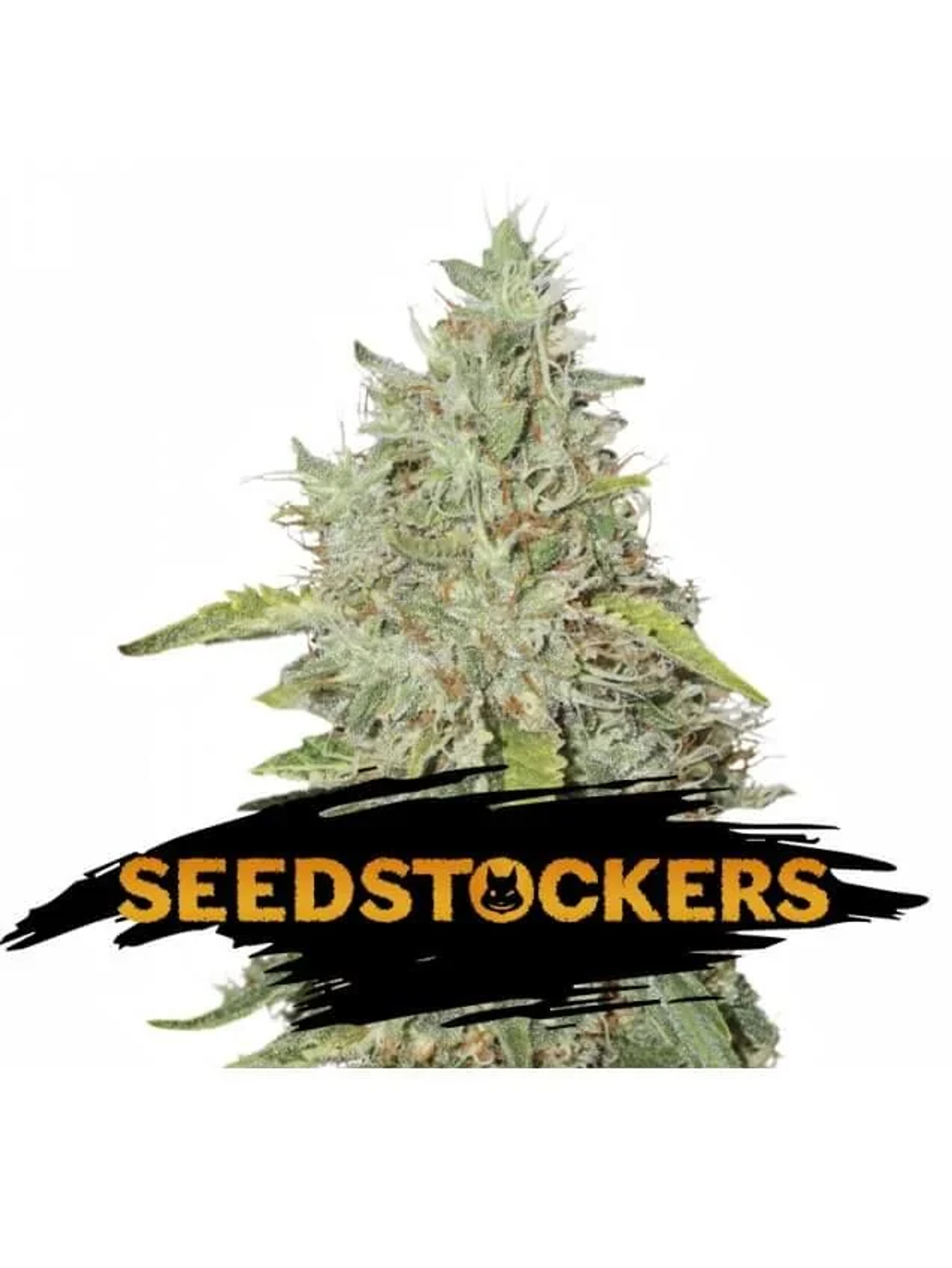 Northern Lights Fem -Seedstockers (X100/X3) 2