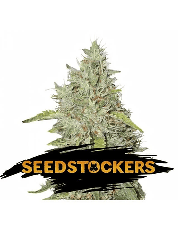 Northern Lights Fem X100-Seedstockers 2
