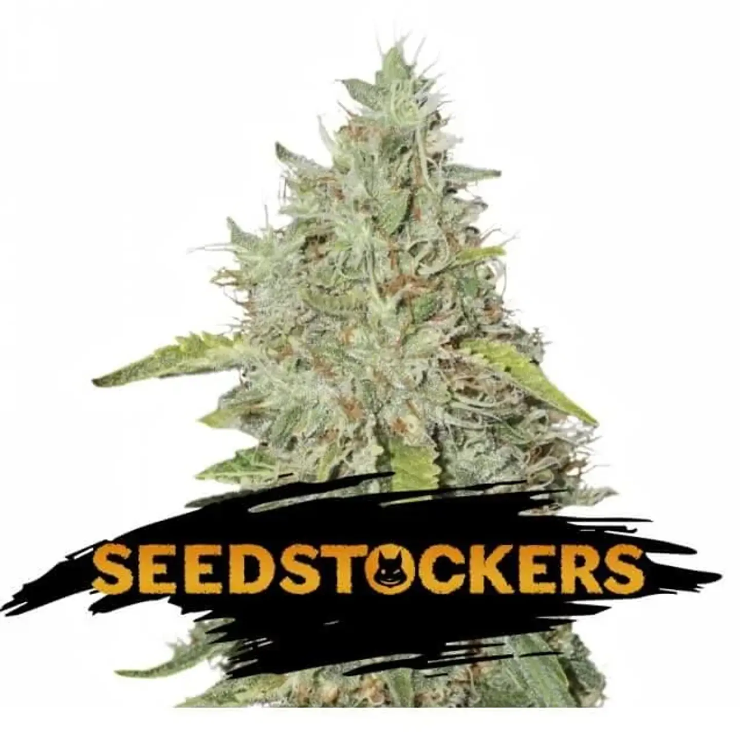 Northern Lights Fem -Seedstockers (X100/X3) 2