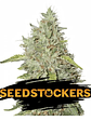 Northern Lights Fem X100-Seedstockers - Miniatura 2