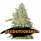 Northern Lights Fem -Seedstockers (X100/X3) - Miniatura 2