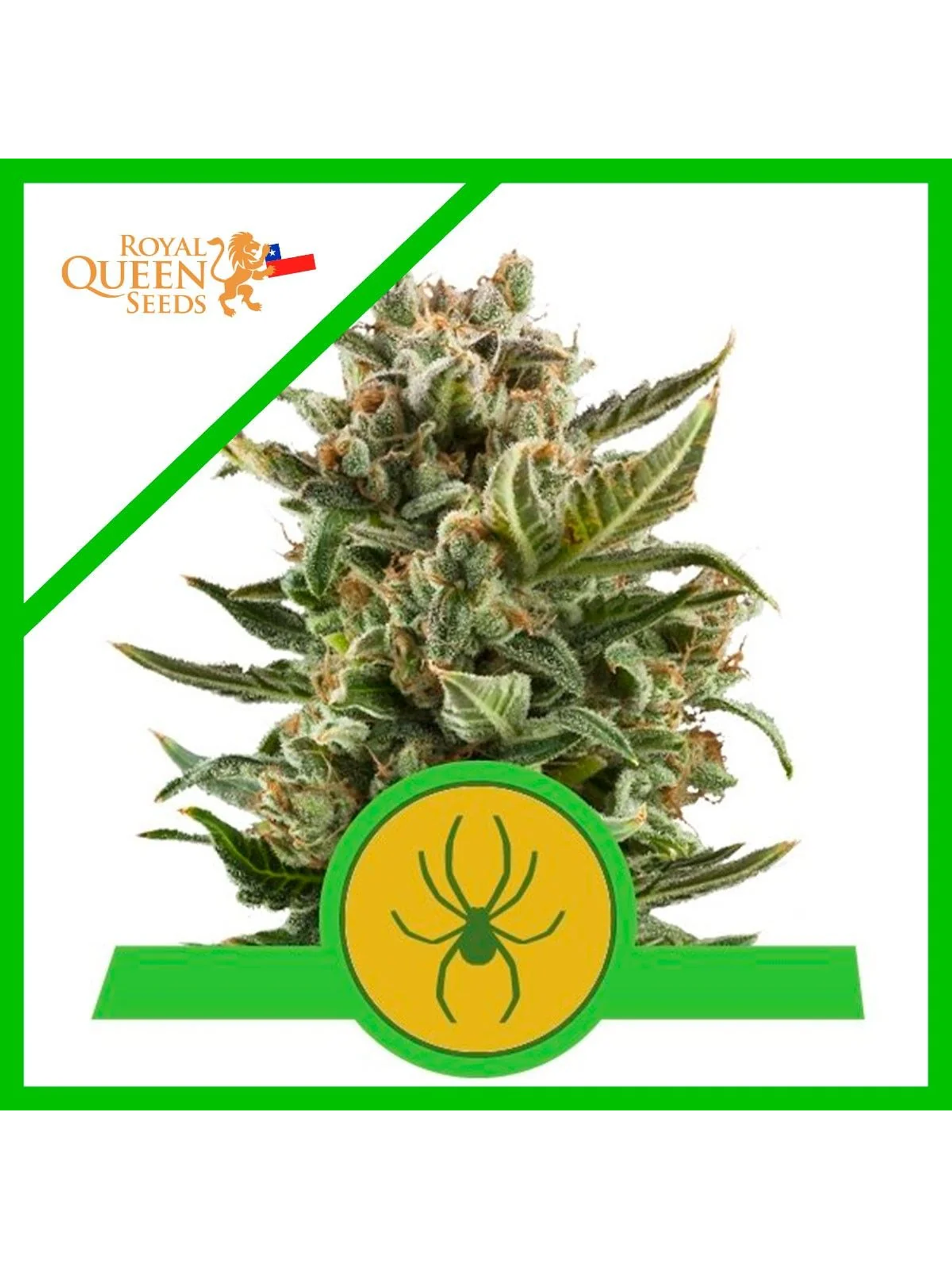 White Widow Auto -Royal Queen Seeds (X10/X3) 1