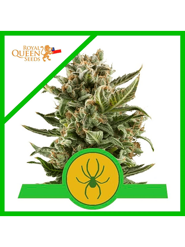 White Widow  Auto (X3 / X10)-Royal Queen Seeds 1