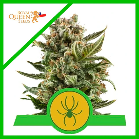 White Widow Auto -Royal Queen Seeds (X10/X3)