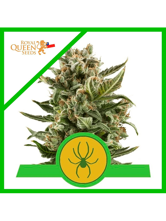 White Widow  Auto (X3 / X10)-Royal Queen Seeds 1