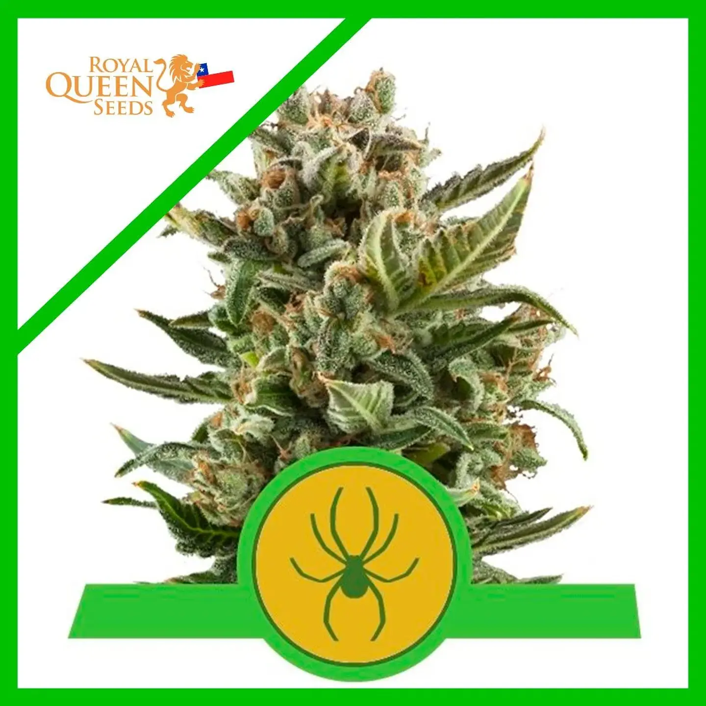 White Widow Auto -Royal Queen Seeds (X10/X3) 1