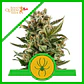 White Widow Auto -Royal Queen Seeds (X10/X3) - Miniatura 1