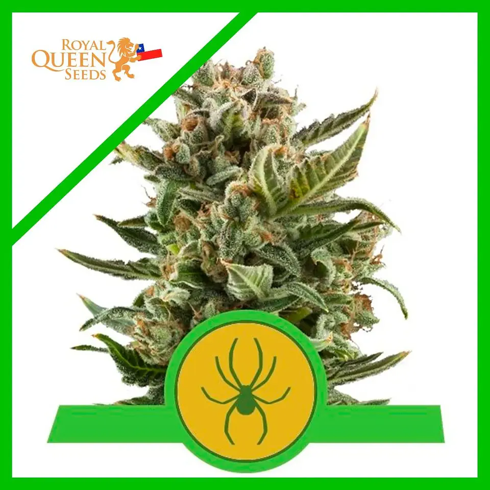 White Widow Auto -Royal Queen Seeds (X10/X3) 1