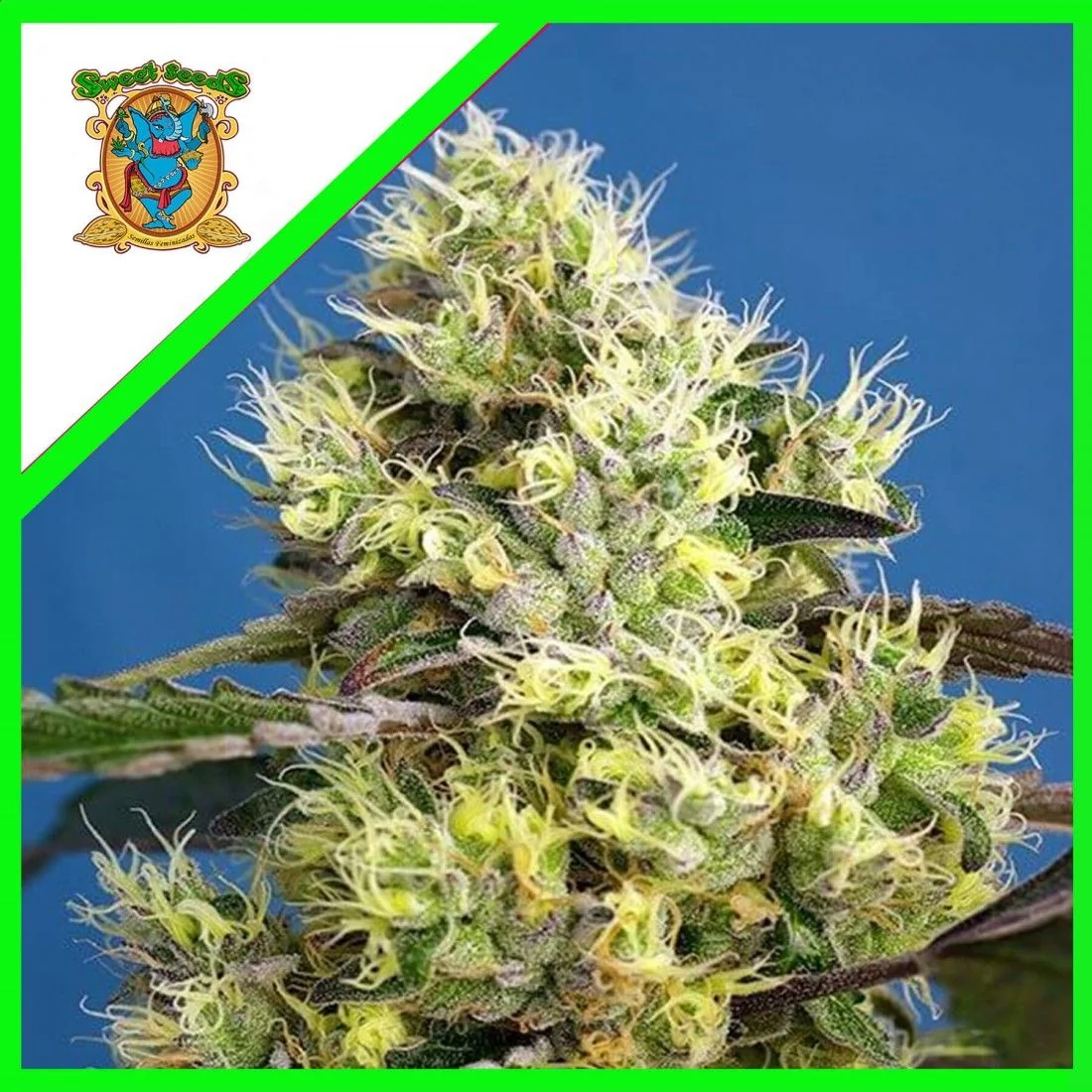 Sweet Gelato Auto -Sweet Seeds (X25/X3+1) 2