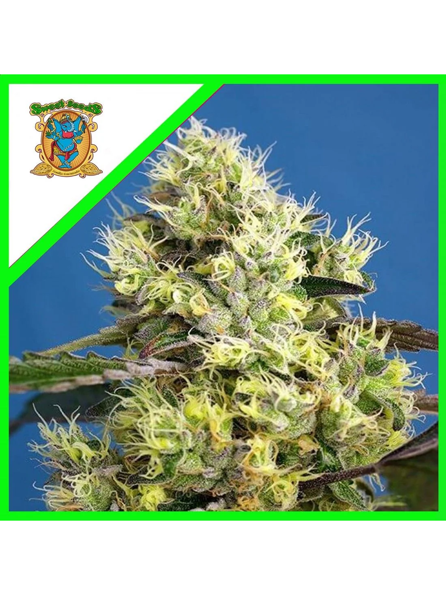 Sweet Gelato Auto -Sweet Seeds (X25/X3+1) 2