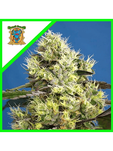 Sweet Gelato Auto X25-Sweet Seeds 2