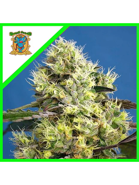 Sweet Gelato Auto -Sweet Seeds (X25/X3+1) 2
