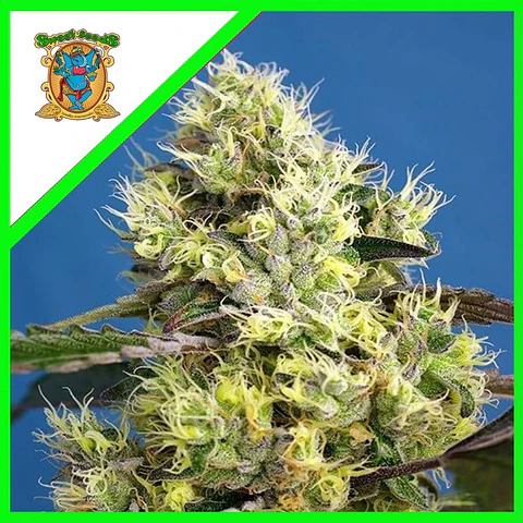 Sweet Gelato Auto -Sweet Seeds (X25/X3+1)