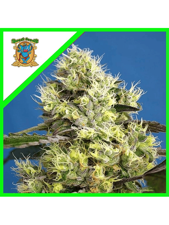 Sweet Gelato Auto X25-Sweet Seeds 2