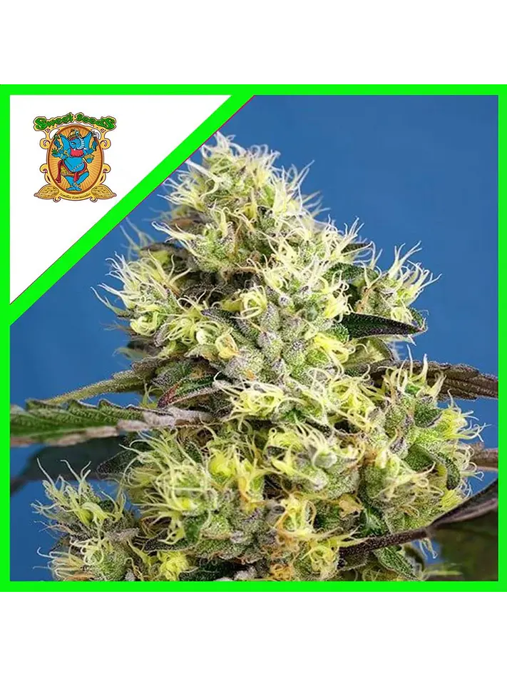 Sweet Gelato Auto -Sweet Seeds (X25/X3+1) 2