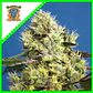 Sweet Gelato Auto -Sweet Seeds (X25/X3+1) - Miniatura 2